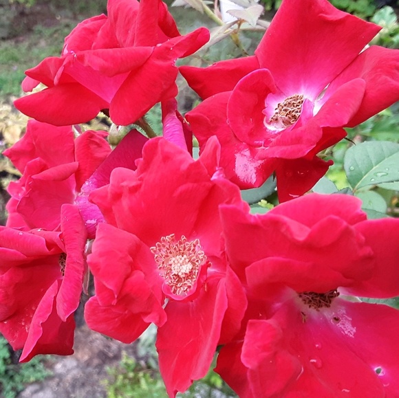 nancydavis434